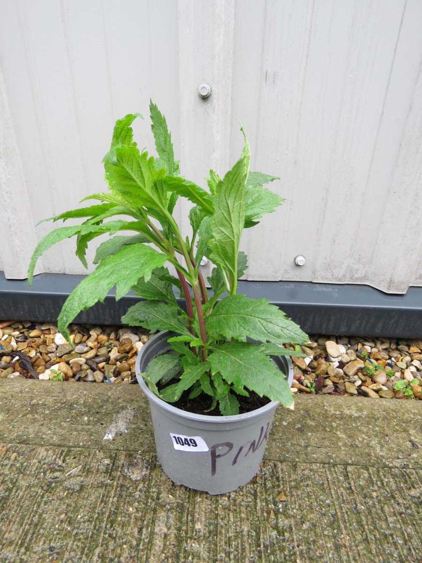 Potted pink verbena