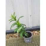 Potted pink phlox