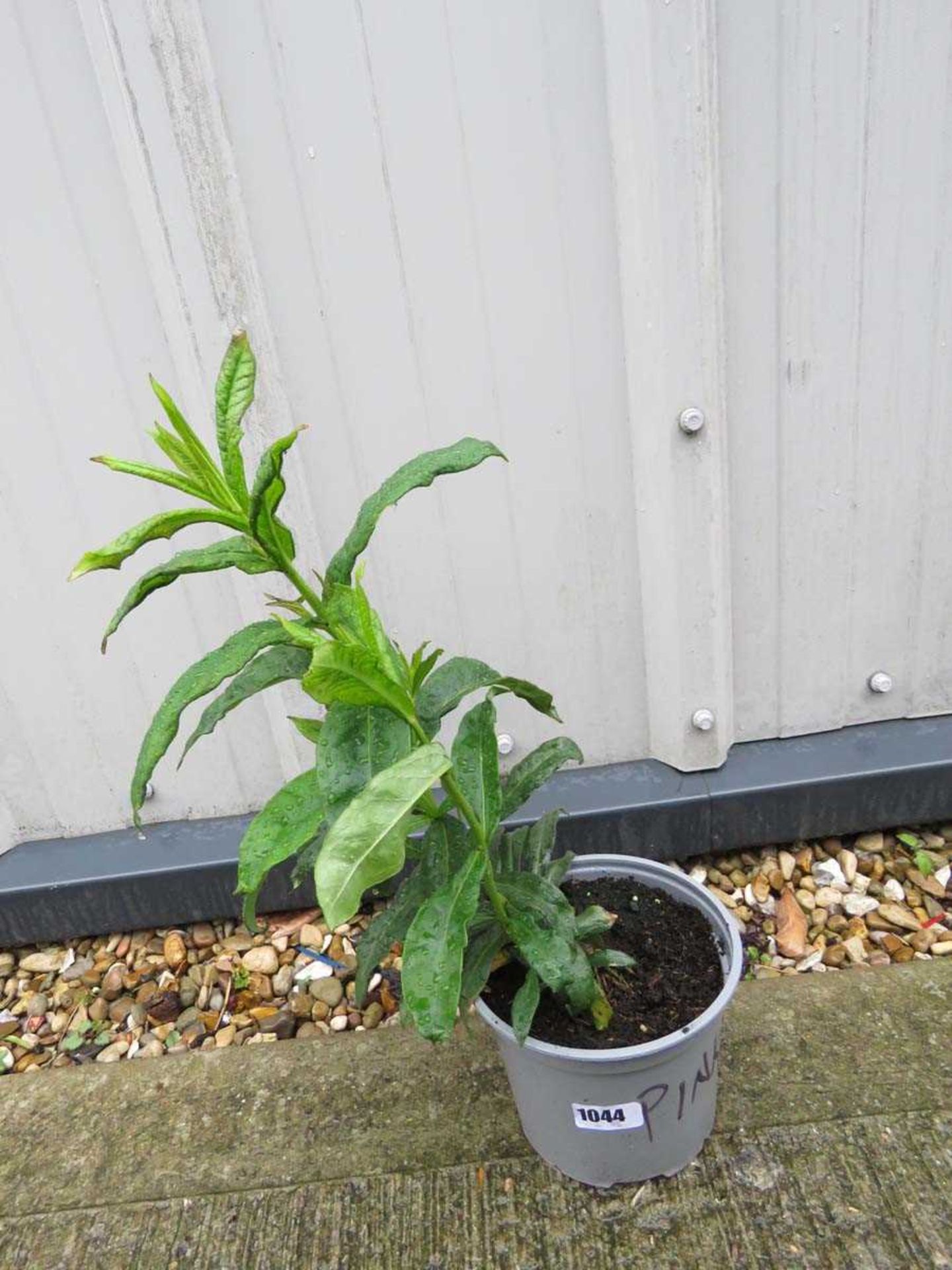 Potted pink phlox