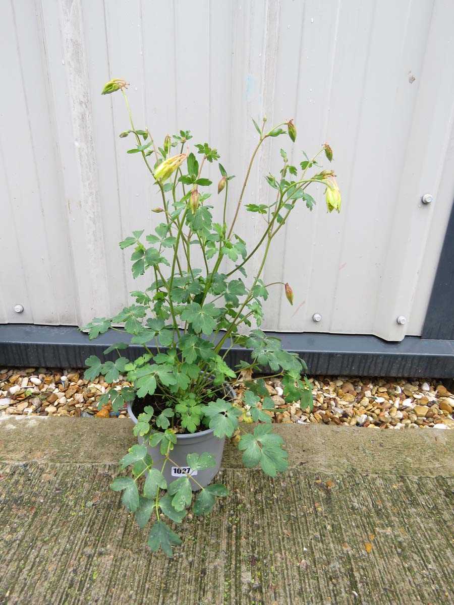 Potted mixed aquilegia