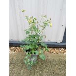 Potted mixed aquilegia