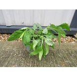 Potted white verbena