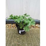 Potted cranesbill blue hardy geranium