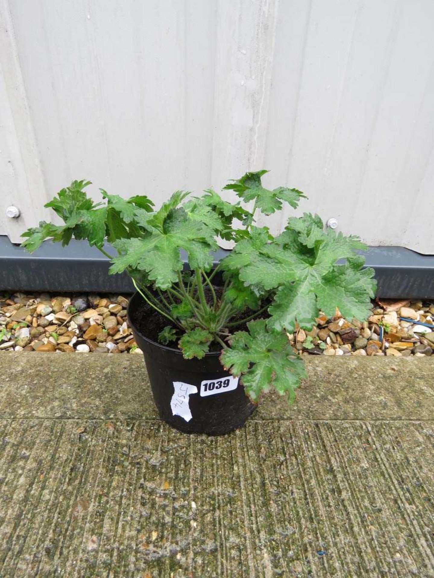 Potted cranesbill blue hardy geranium