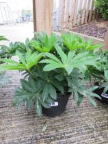 Potted lupin