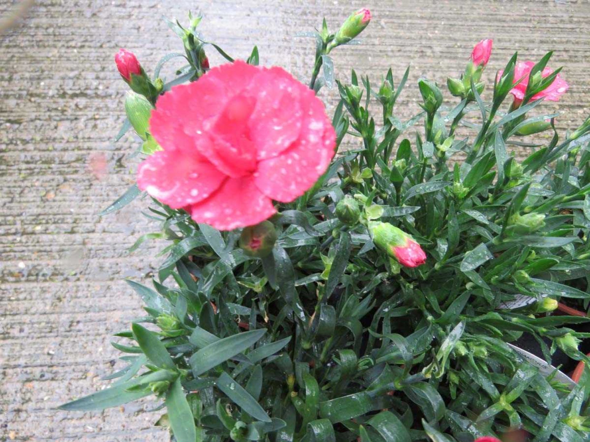 Tray of Oscar Salmon dianthus - Image 2 of 3