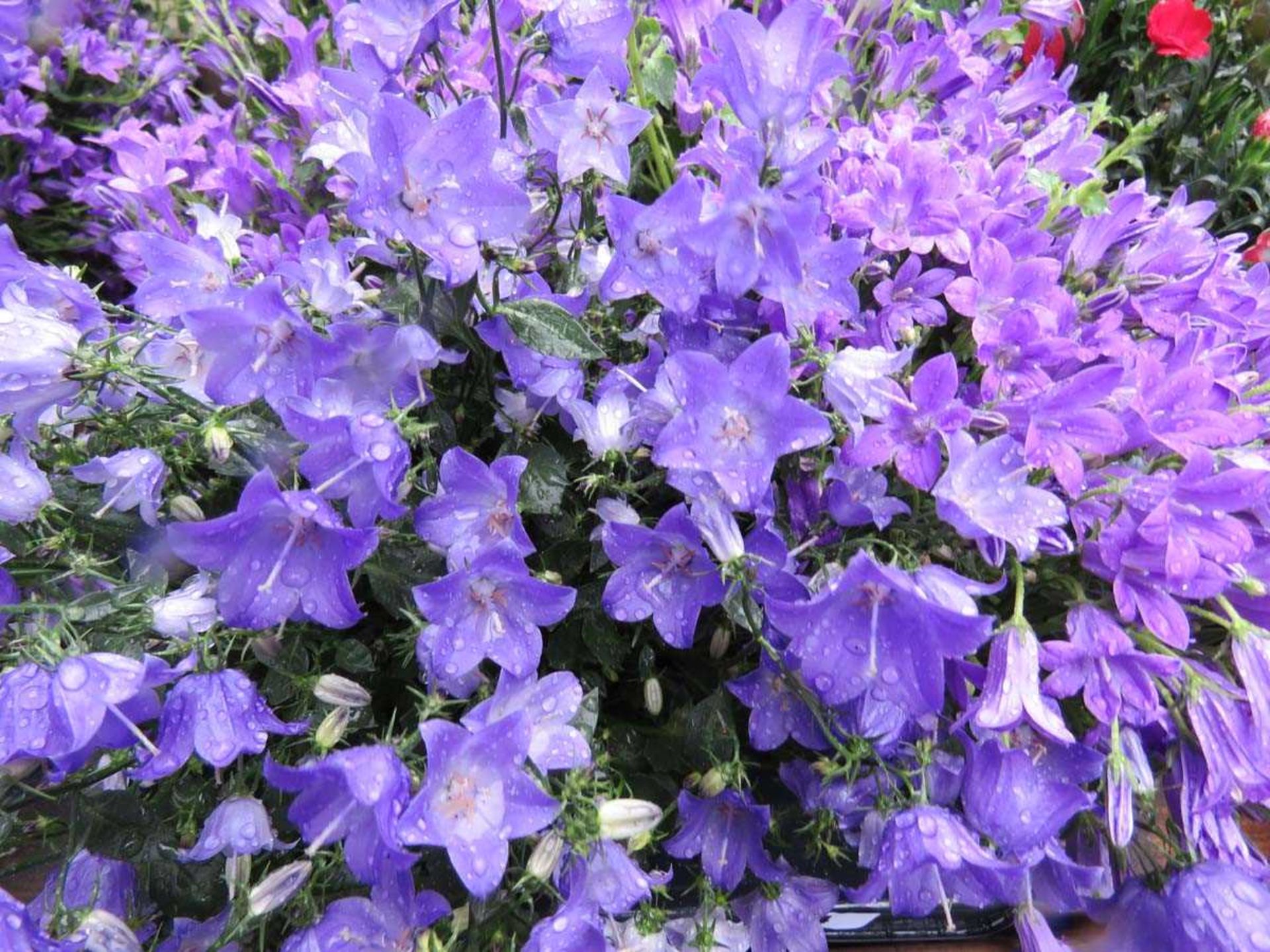 Tray of campanula - Image 2 of 3