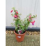 Fuchsia bush