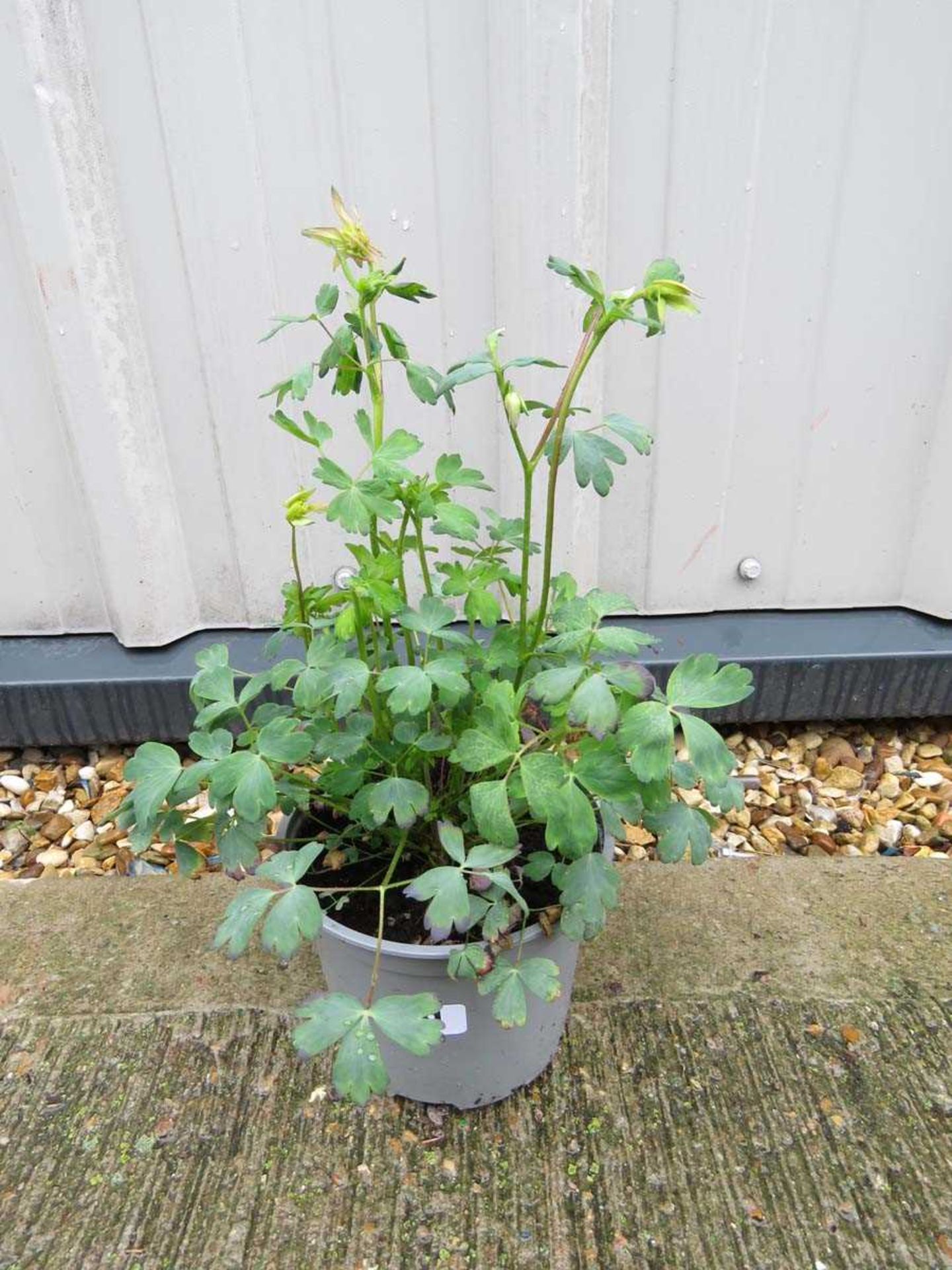 Potted mixed aquilegia