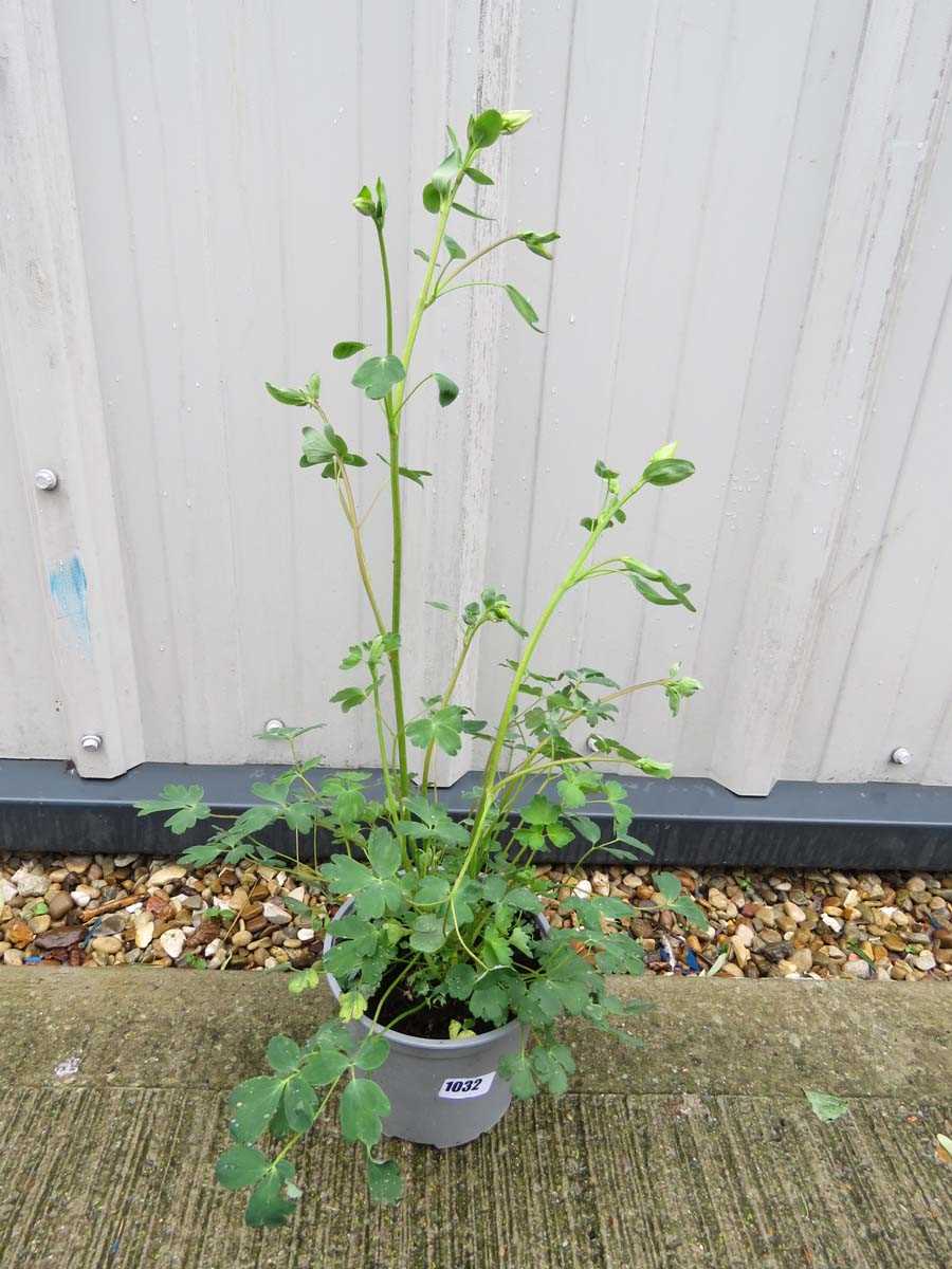 Potted mixed aquilegia