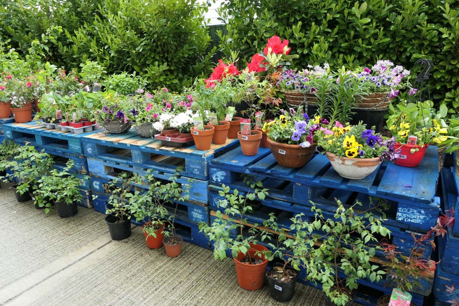 Saleroom 1 Garden Plants & Shrubs