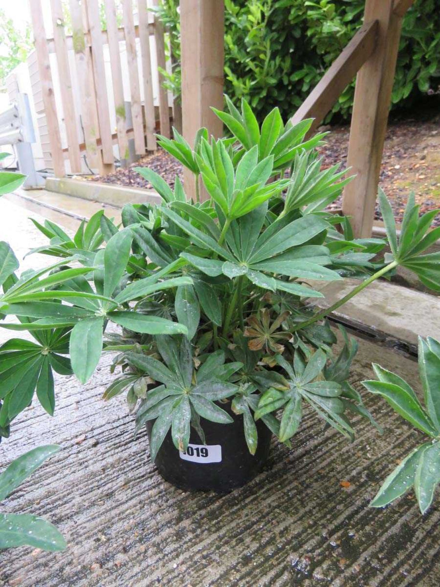 Potted lupin