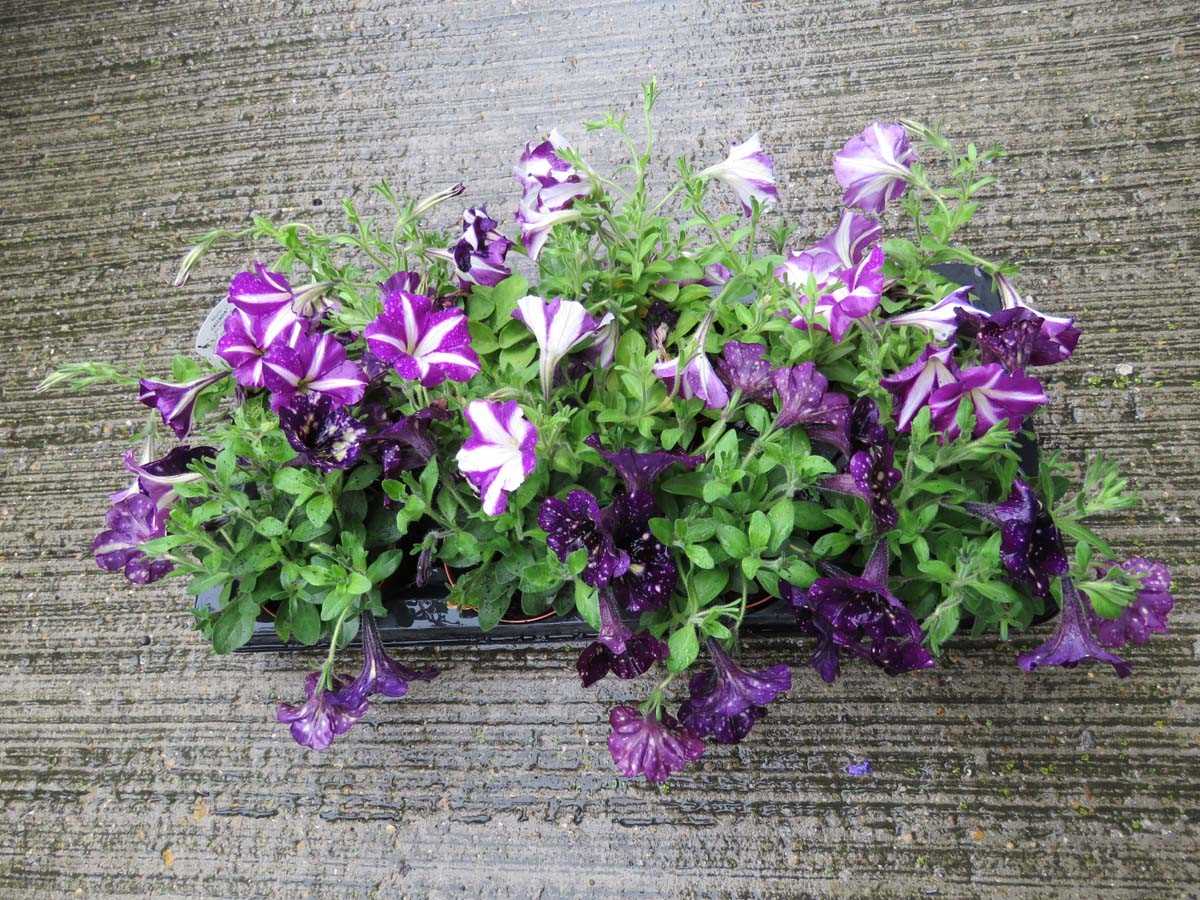 Tray of petunias