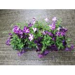 Tray of petunias