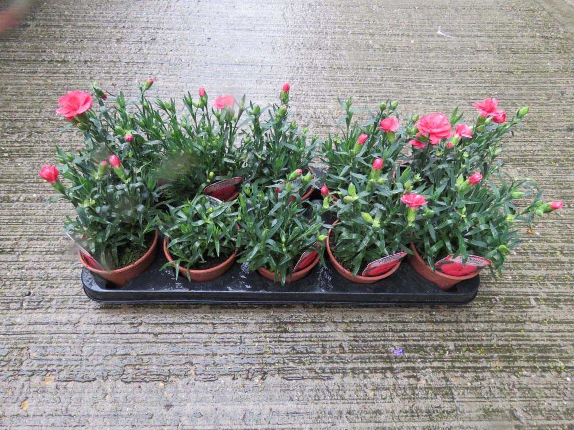 Tray of Oscar Salmon dianthus