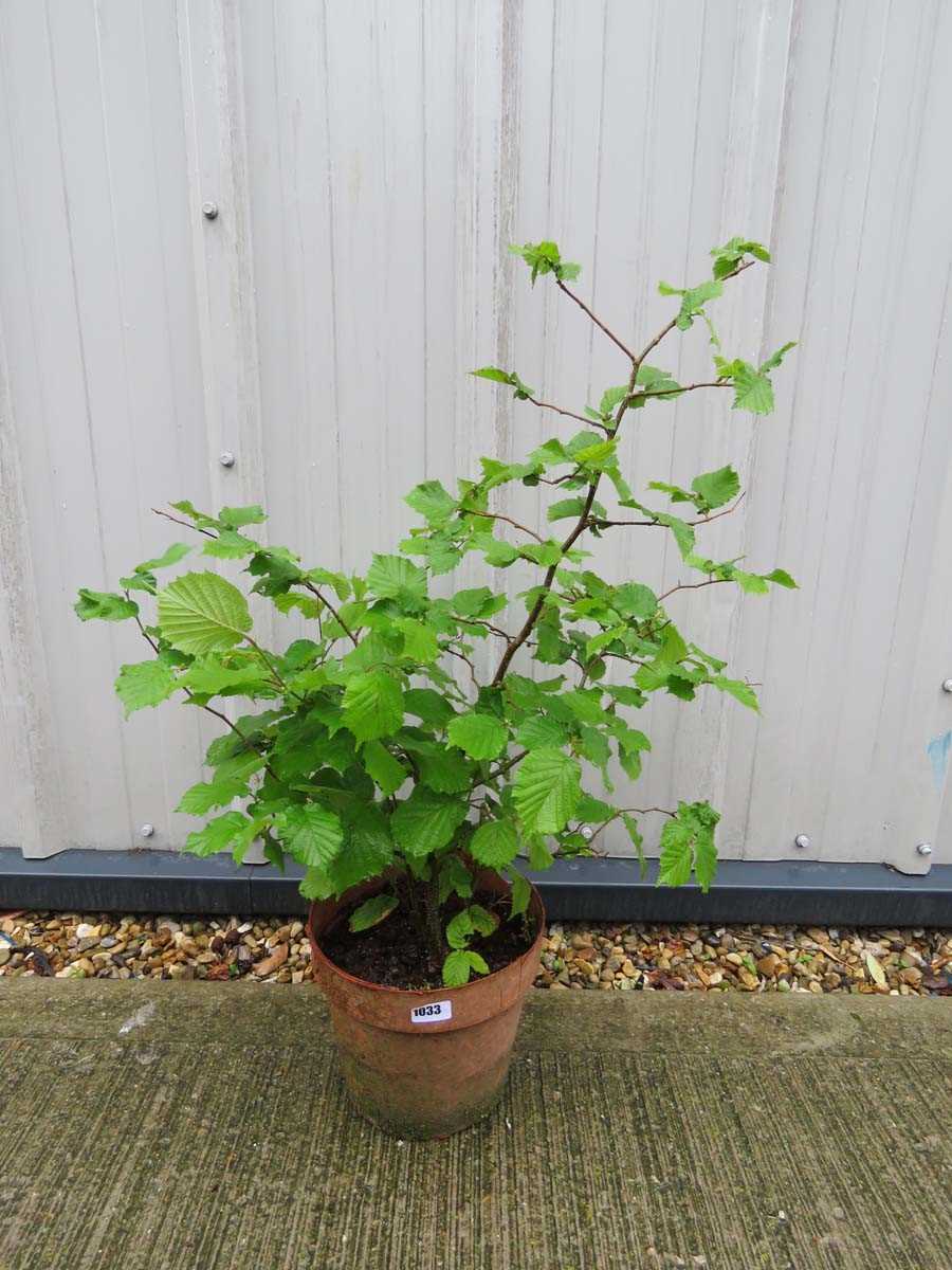 Potted hazelnut tree