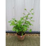 Potted hazelnut tree