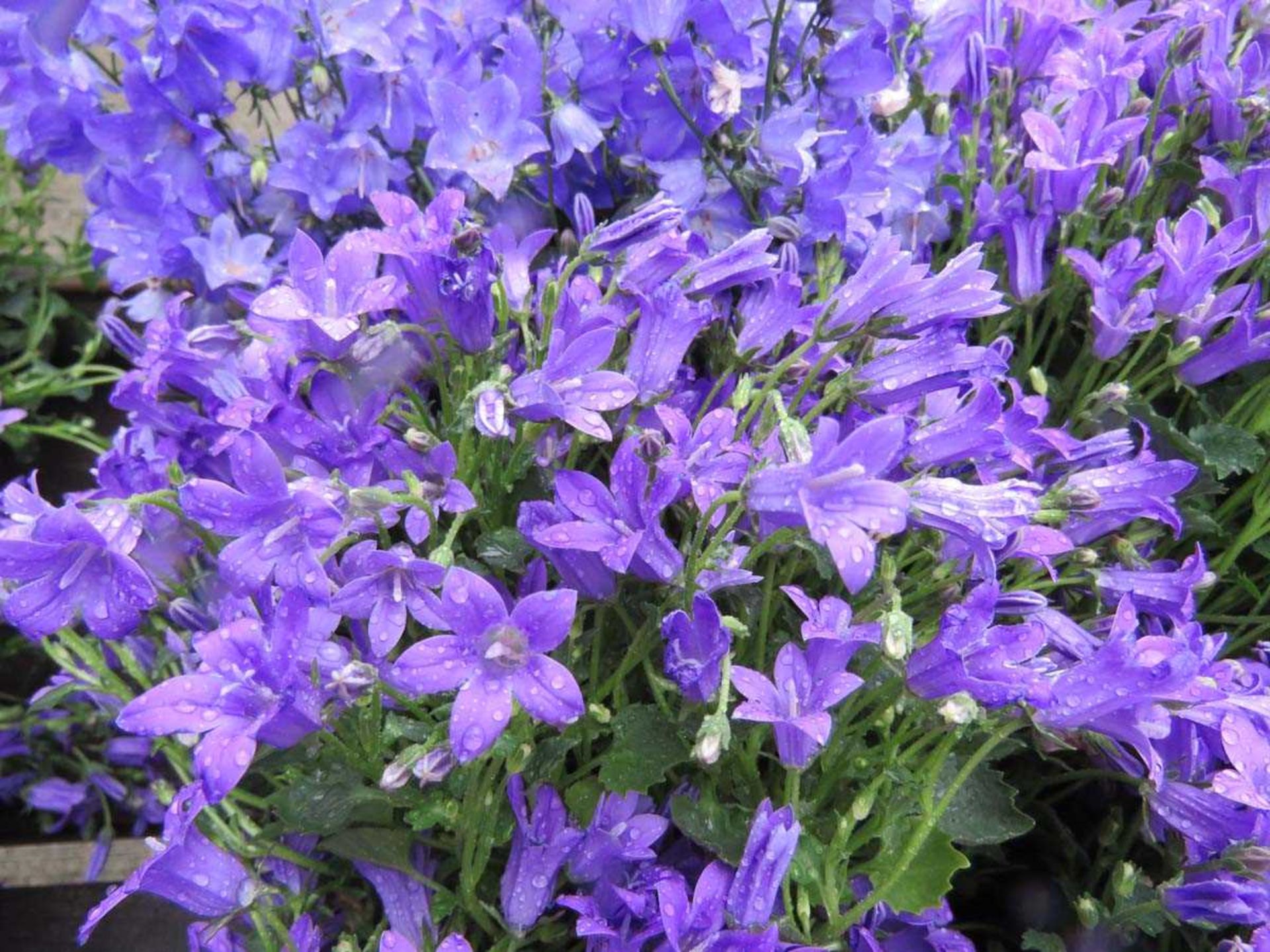 Tray of campanula - Image 3 of 3