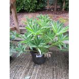 Potted lupin