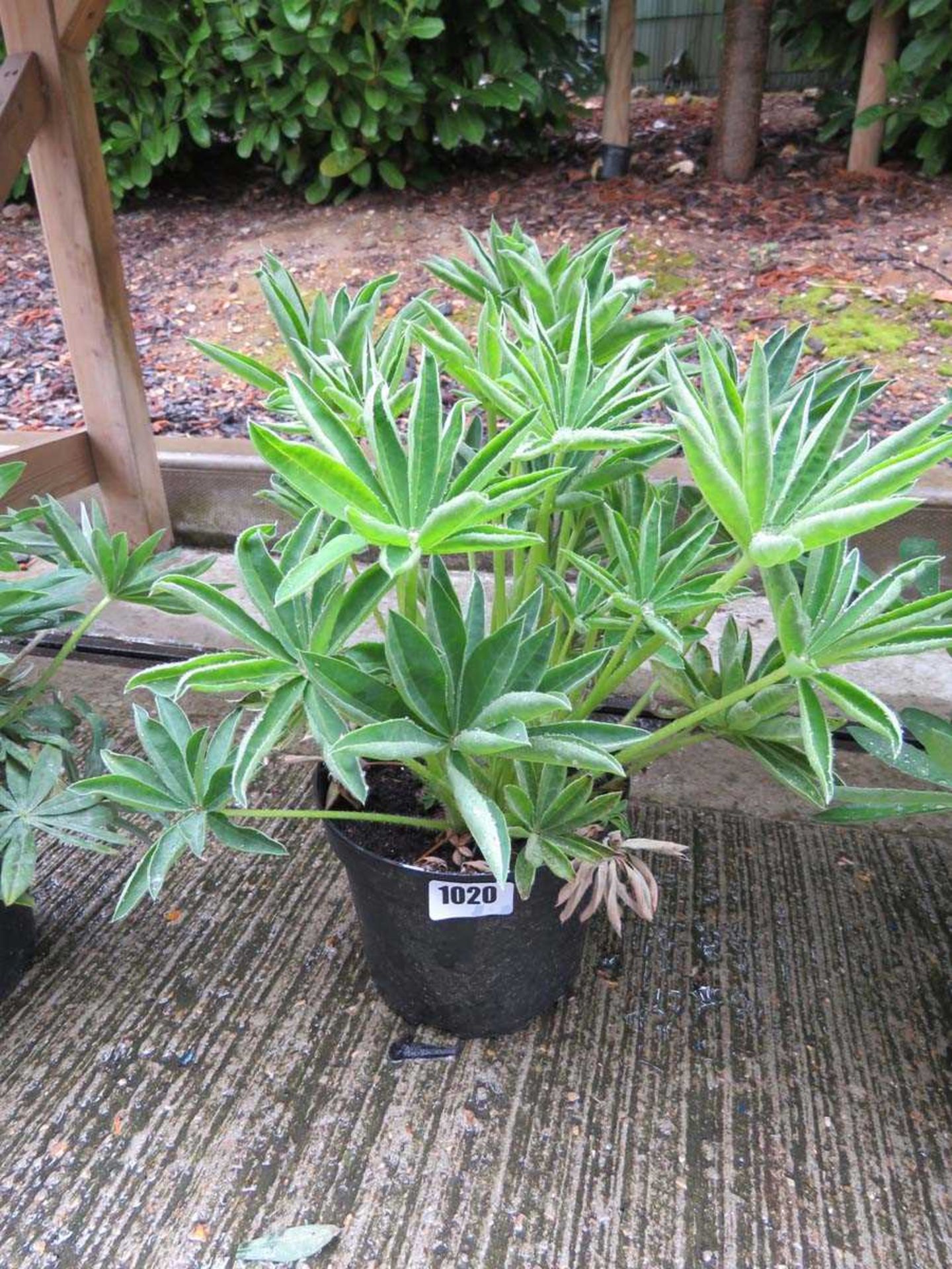 Potted lupin