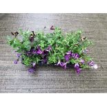 Tray of petunias