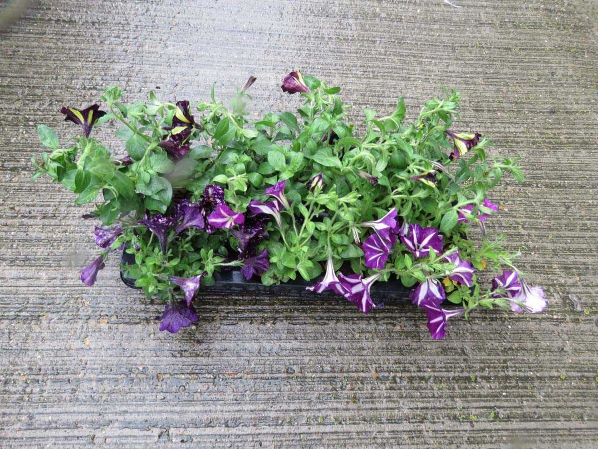 Tray of petunias