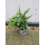 Potted blue verbena