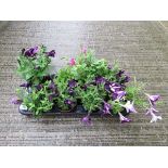 Tray of petunias