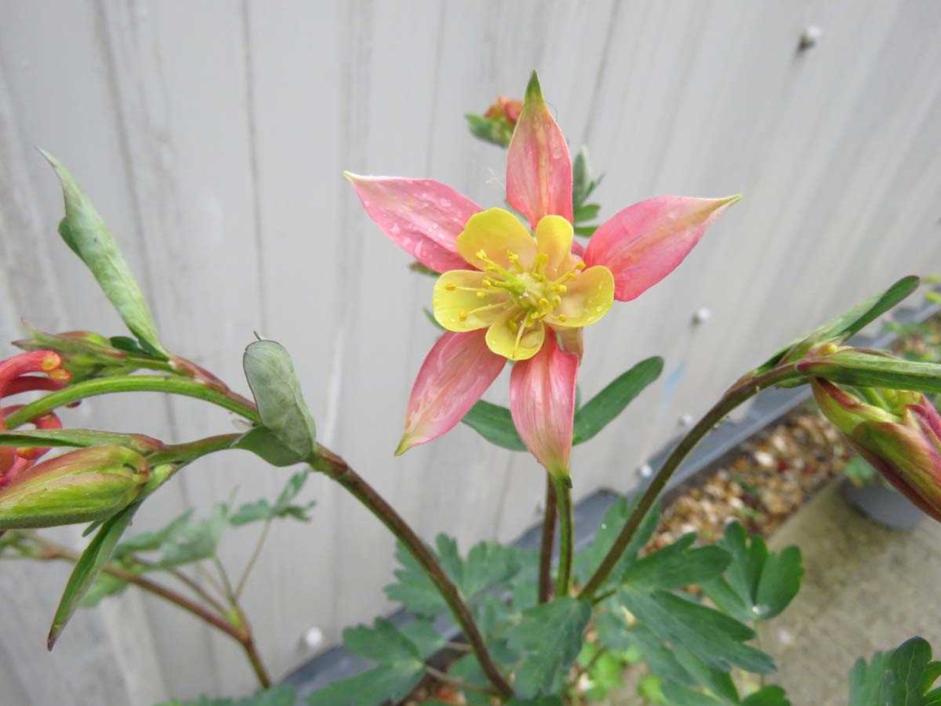 Potted mixed aquilegia - Image 2 of 2