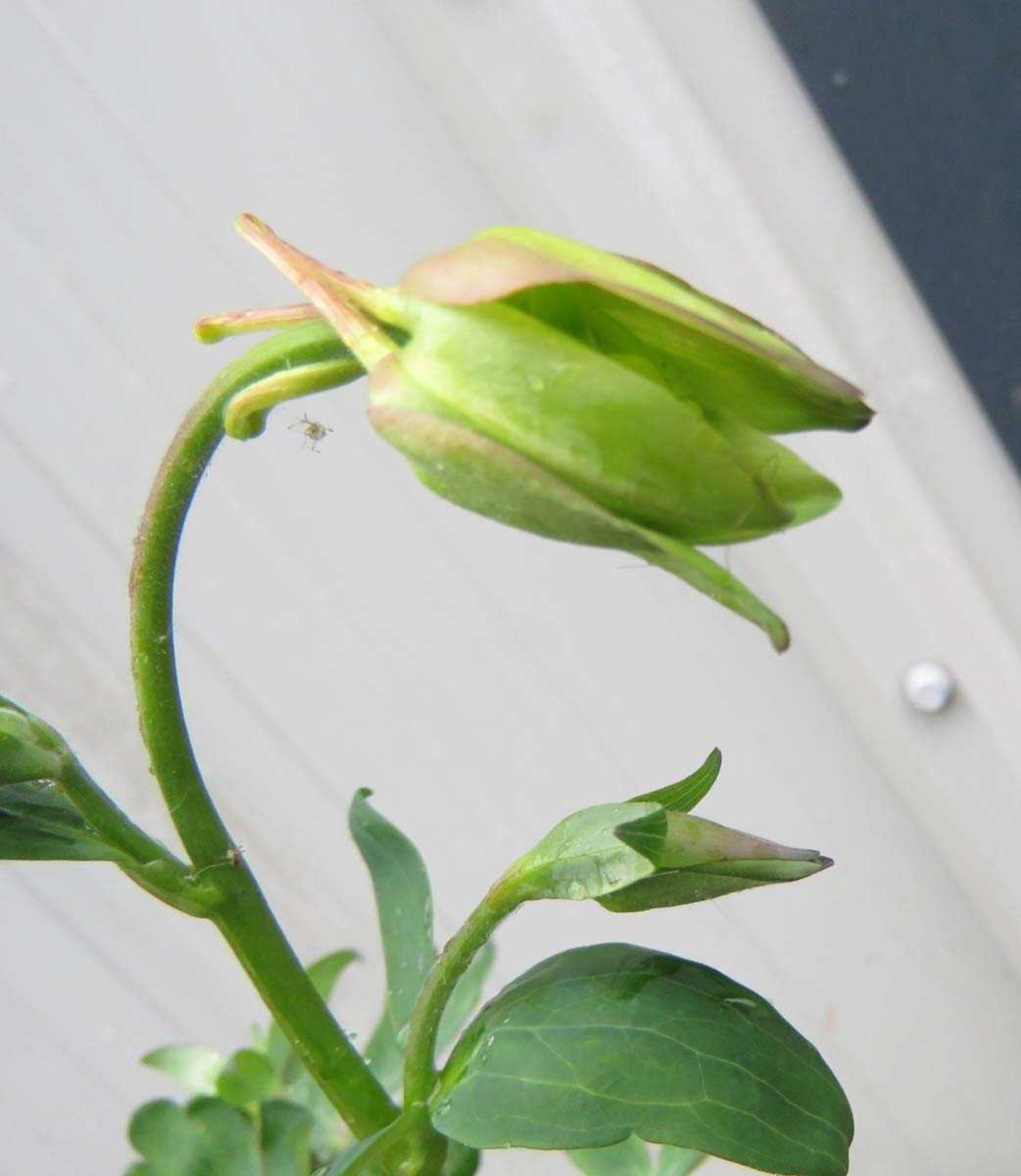 Potted mixed aquilegia - Image 2 of 2