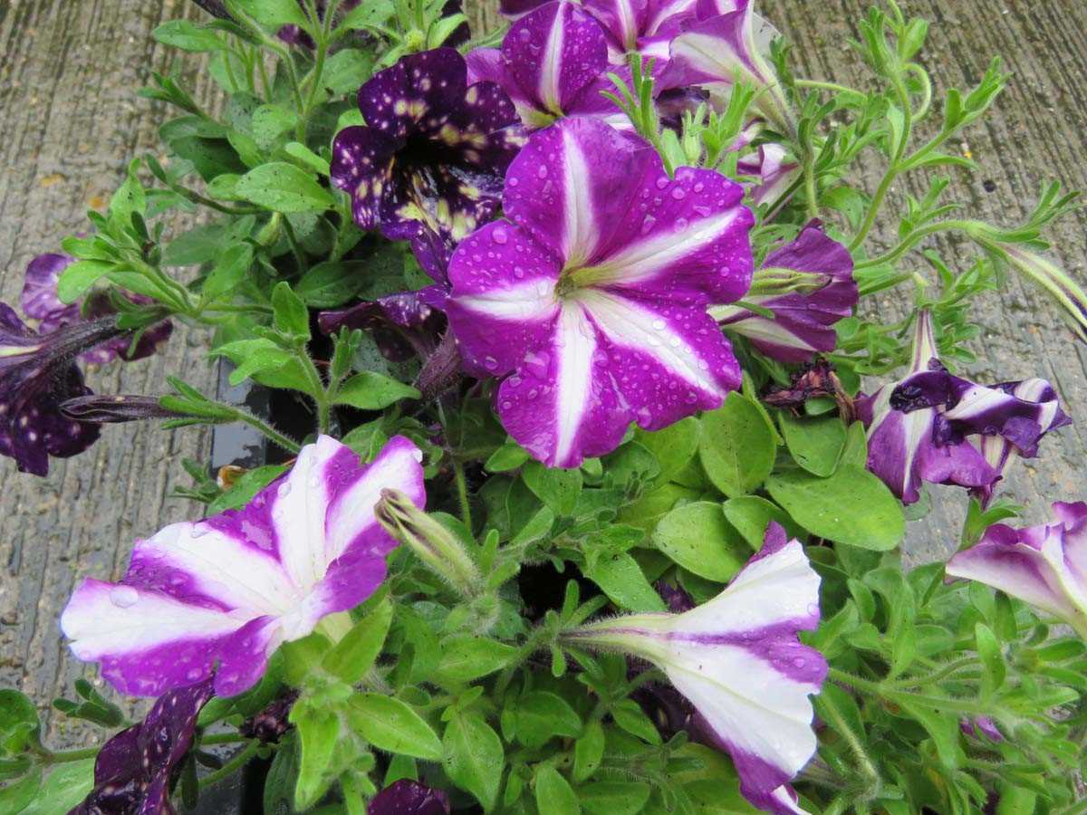 Tray of petunias - Image 2 of 3