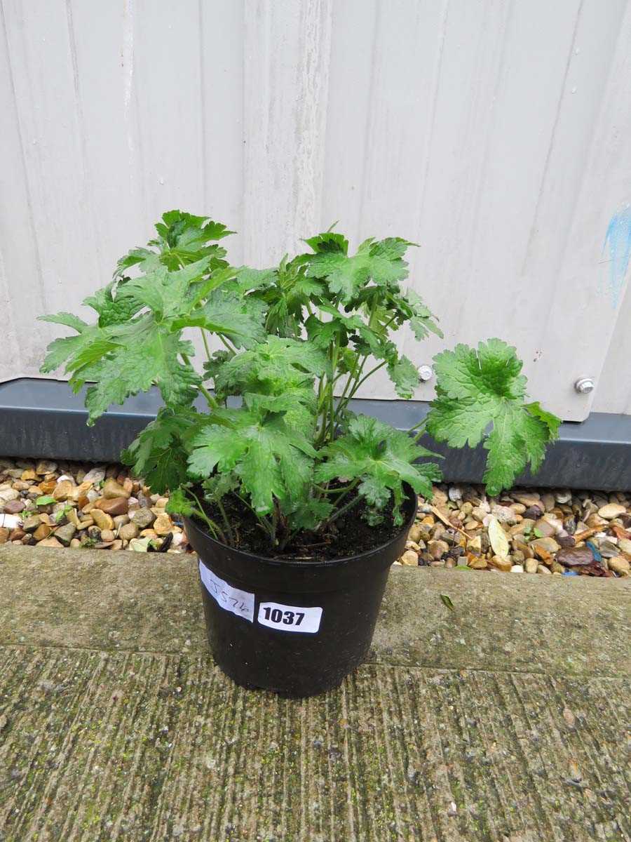 Potted cranesbill blue hardy geranium