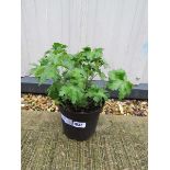 Potted cranesbill blue hardy geranium