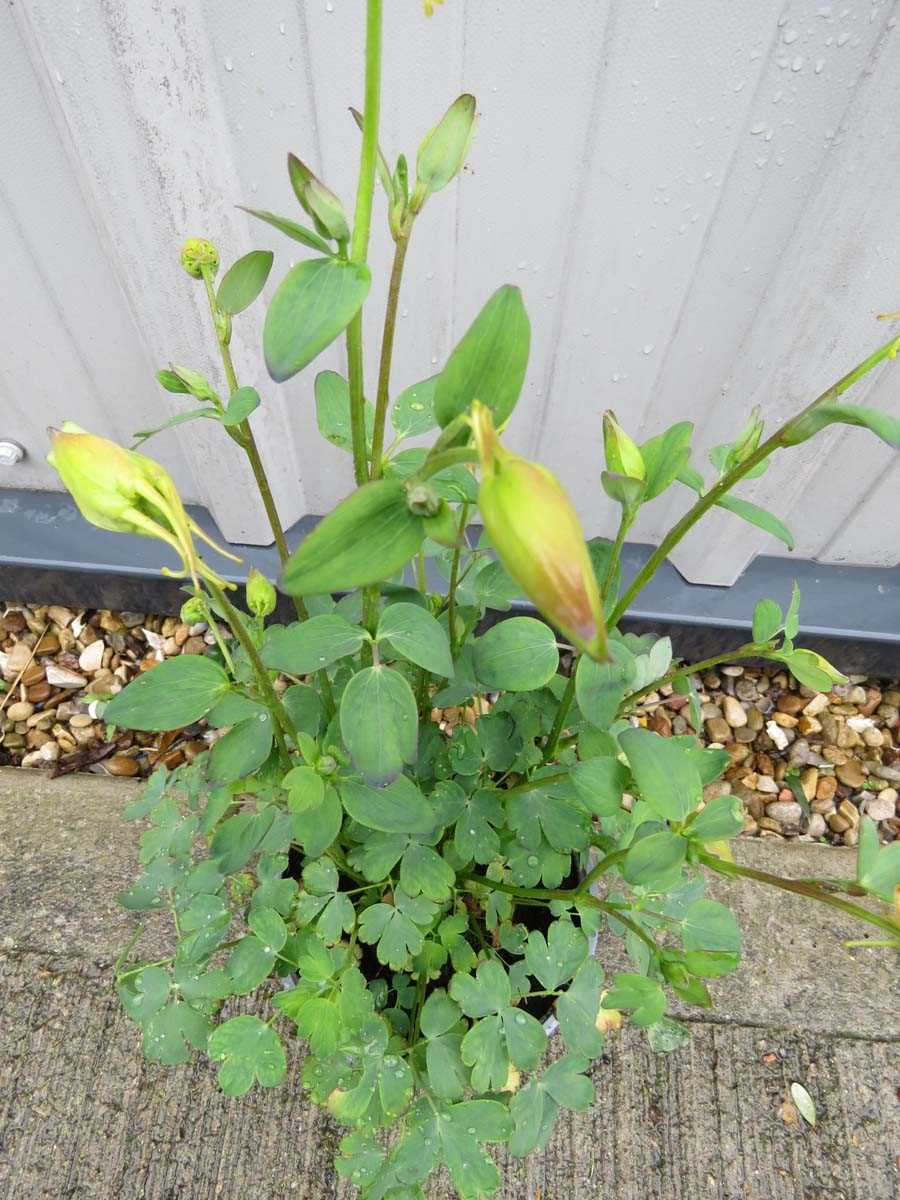 Potted mixed aquilegia - Image 3 of 3