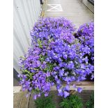 Tray of campanula