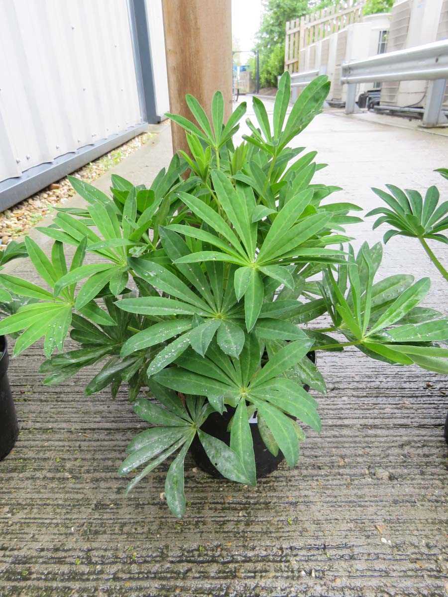 Potted lupin