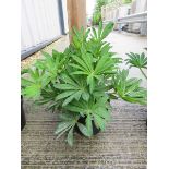 Potted lupin