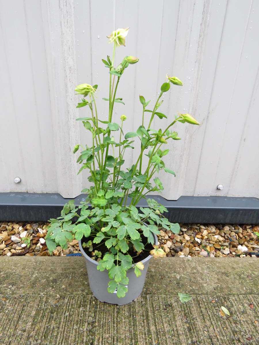 Potted mixed aquilegia