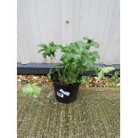 Potted cranesbill blue hardy geranium