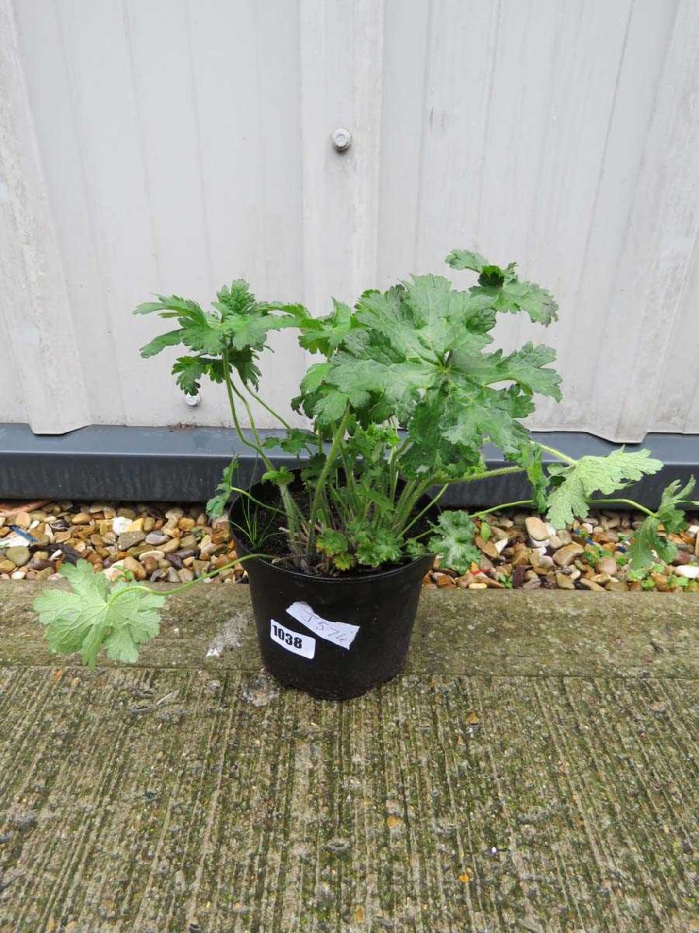 Potted cranesbill blue hardy geranium