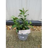 Potted red phlox