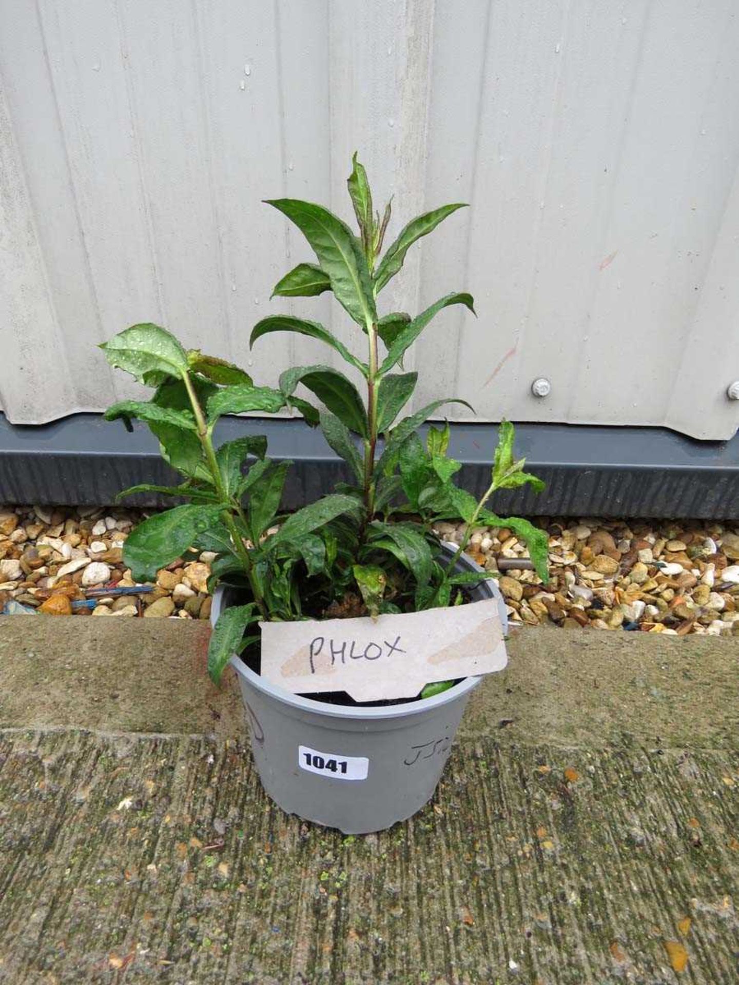 Potted red phlox