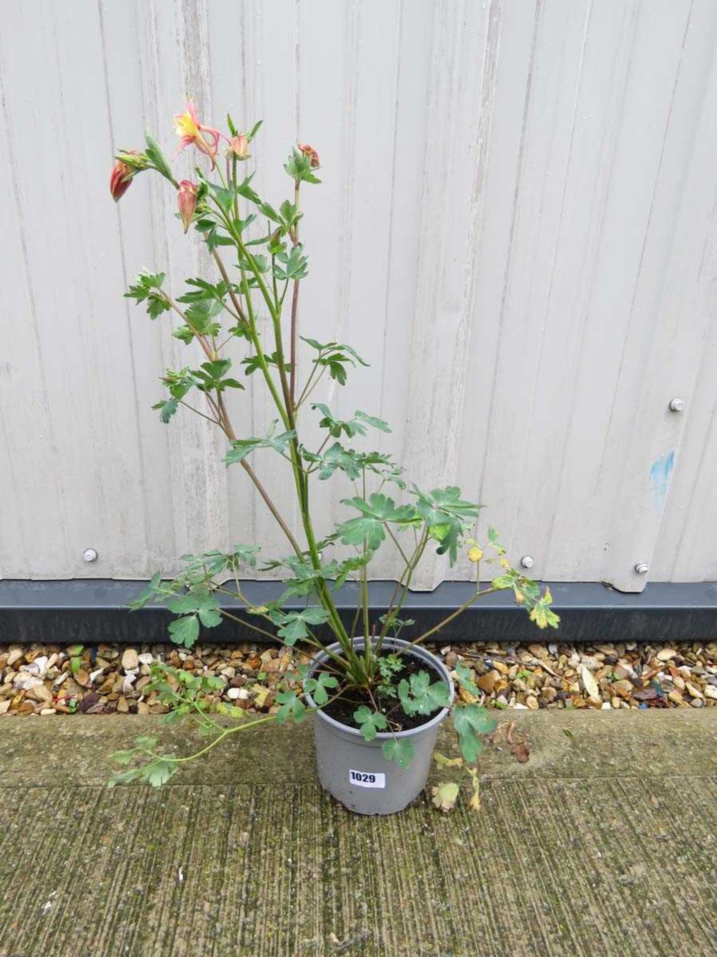 Potted mixed aquilegia