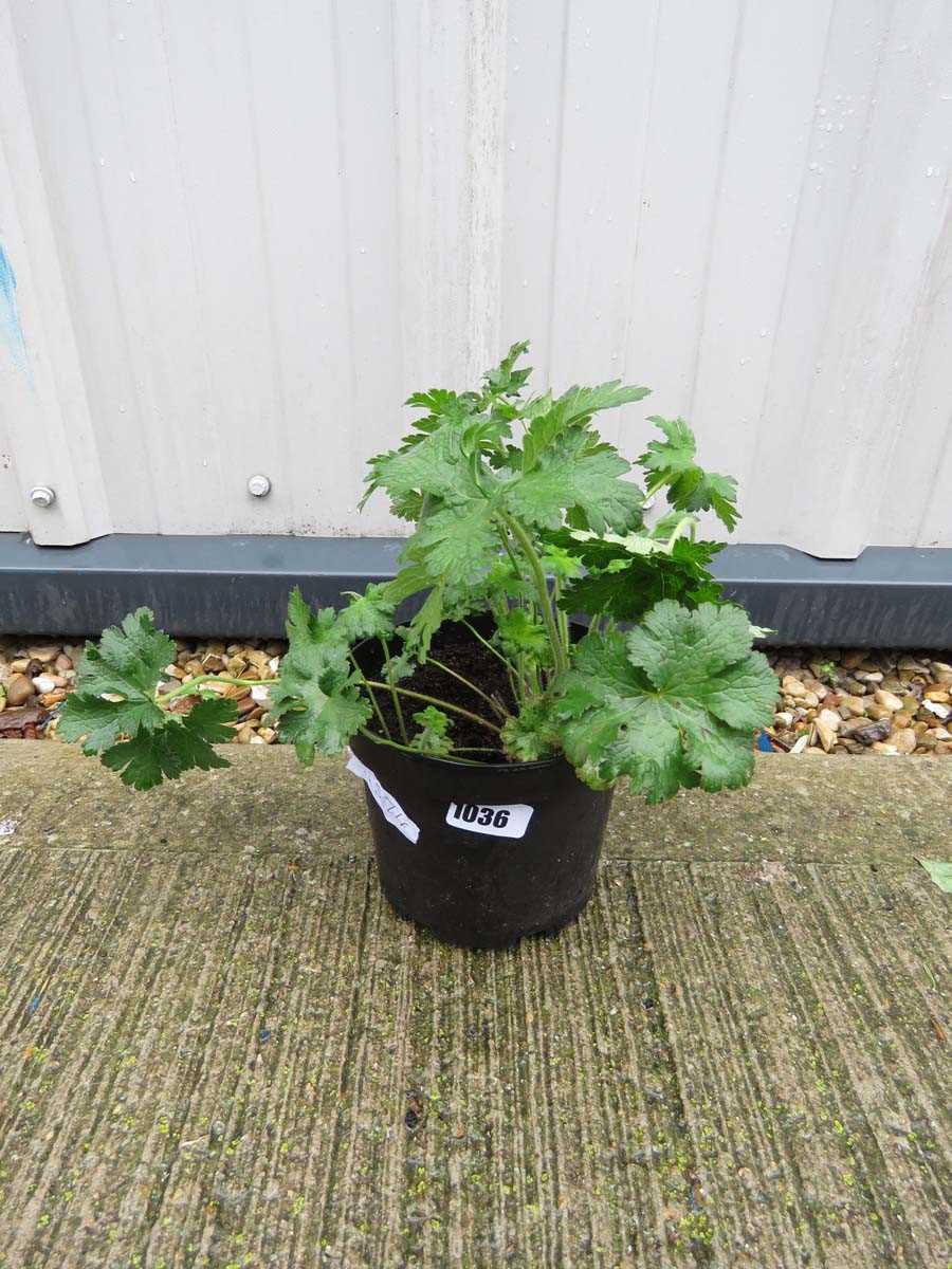 Potted cranesbill blue hardy geranium