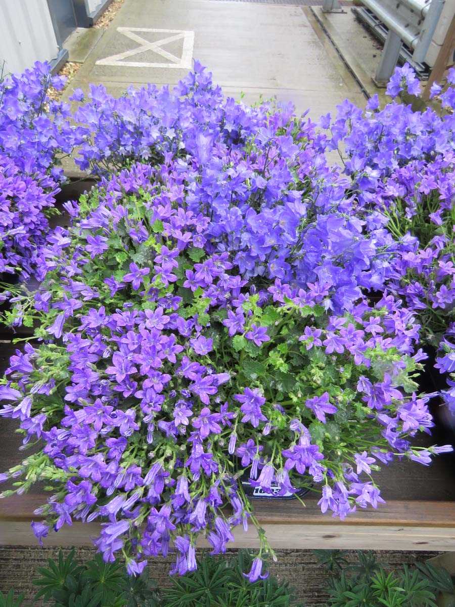 Tray of campanula