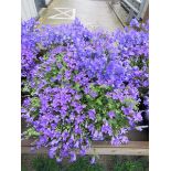 Tray of campanula