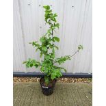 Potted hazelnut tree