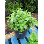 Large garden mint