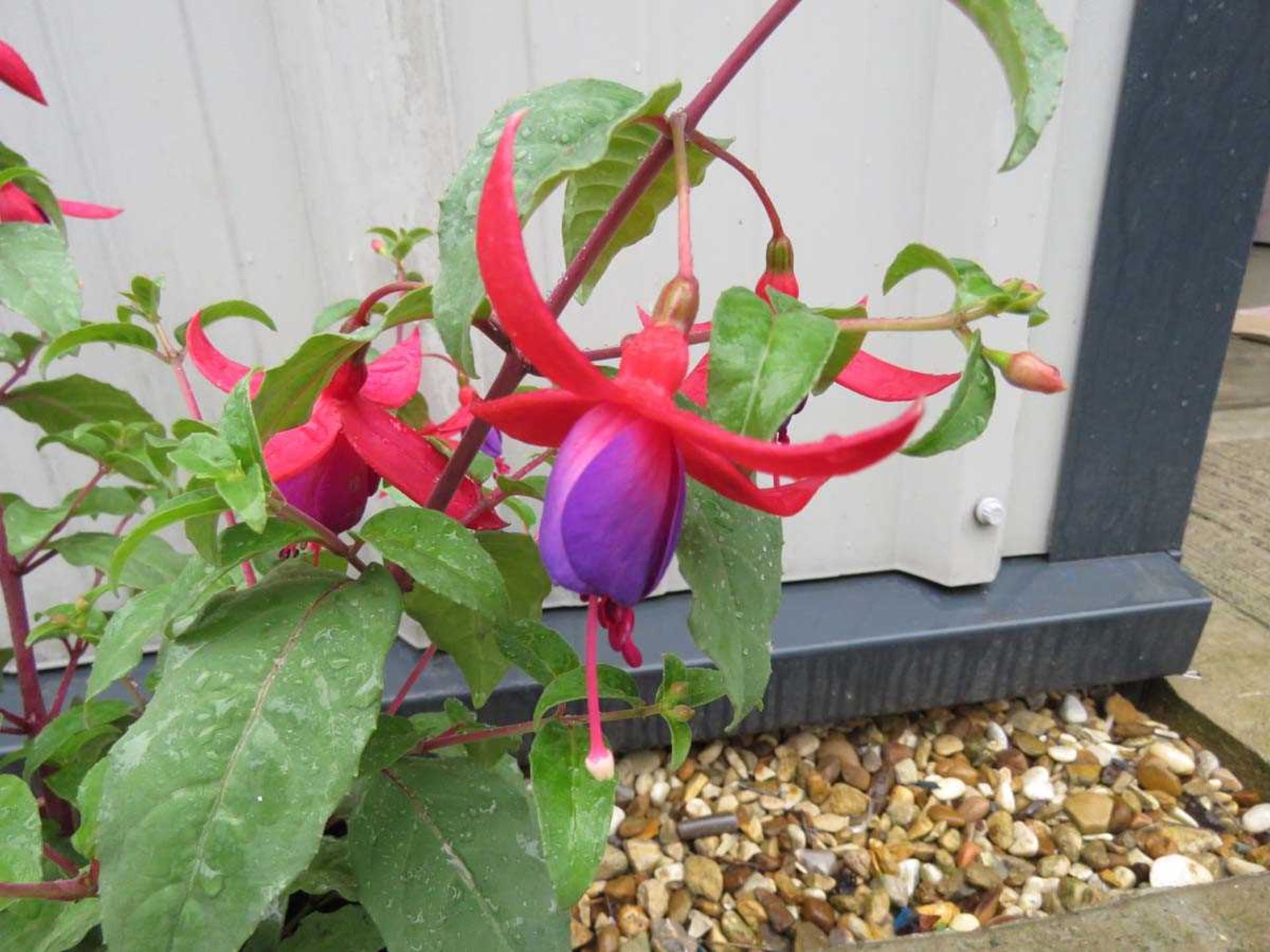 Fuchsia bush - Image 2 of 2