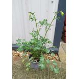 Potted mixed aquilegia